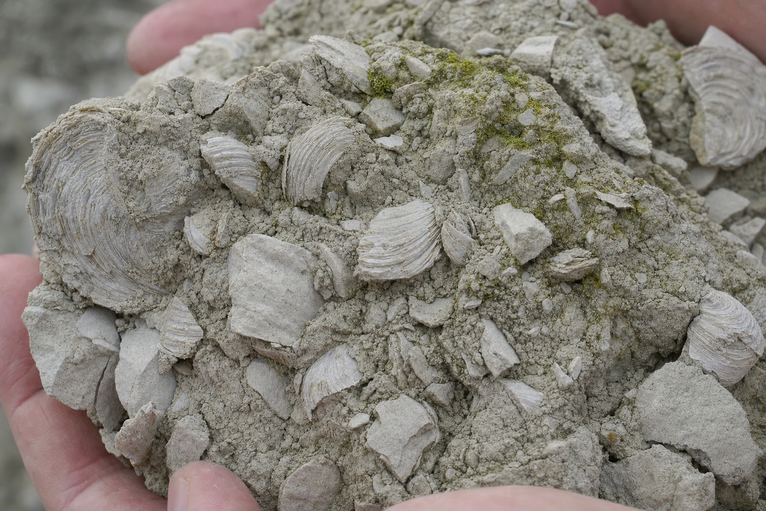 Close-up of pale Kimmeridgian marl studded with fossilised Exogyra virgula oyster shells