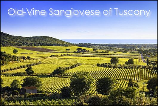 Old-Vine Sangiovese of Tuscany